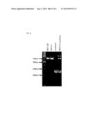 CADMIUM ABSORPTION REGULATORY GENE, PROTEIN AND CADMIUM     ABSORPTION-INHIBITING RICE PLANT diagram and image