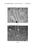 NANOCOMPOSITE diagram and image