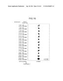 PROJECTION OPTICAL SYSTEM AND PROJECTOR APPARATUS diagram and image