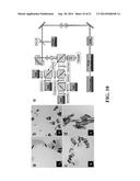 APPARATUS AND METHODS FOR OPTICAL COHERENCE TOMOGRAPHY AND TWO-PHOTON     LUMINESCENCE IMAGING diagram and image