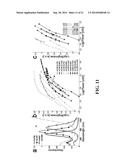 APPARATUS AND METHODS FOR OPTICAL COHERENCE TOMOGRAPHY AND TWO-PHOTON     LUMINESCENCE IMAGING diagram and image