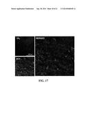 APPARATUS AND METHODS FOR OPTICAL COHERENCE TOMOGRAPHY AND TWO-PHOTON     LUMINESCENCE IMAGING diagram and image