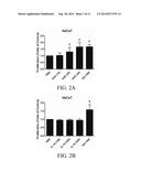 NOVEL USE OF MEMBERS OF IL-10 CYTOKINE FAMILY diagram and image