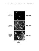 METHODS AND COMPOSITIONS FOR CNS DELIVERY OF IDURONATE-2-SULFATASE diagram and image