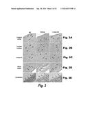 METHODS AND COMPOSITIONS FOR CNS DELIVERY OF IDURONATE-2-SULFATASE diagram and image