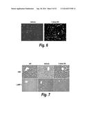 METHODS AND COMPOSITIONS FOR CNS DELIVERY OF IDURONATE-2-SULFATASE diagram and image