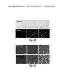 METHODS AND COMPOSITIONS FOR CNS DELIVERY OF IDURONATE-2-SULFATASE diagram and image