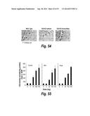 METHODS AND COMPOSITIONS FOR CNS DELIVERY OF IDURONATE-2-SULFATASE diagram and image