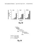 METHODS AND COMPOSITIONS FOR CNS DELIVERY OF IDURONATE-2-SULFATASE diagram and image