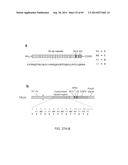 NUCLEOTIDE-SPECIFIC RECOGNITION SEQUENCES FOR DESIGNER TAL EFFECTORS diagram and image