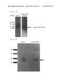 BLOOD COAGULATION FACTOR VII AND VIIA DERIVATIVES, CONJUGATES AND     COMPLEXES COMPRISING THE SAME, AND USE THEREOF diagram and image