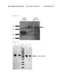 BLOOD COAGULATION FACTOR VII AND VIIA DERIVATIVES, CONJUGATES AND     COMPLEXES COMPRISING THE SAME, AND USE THEREOF diagram and image