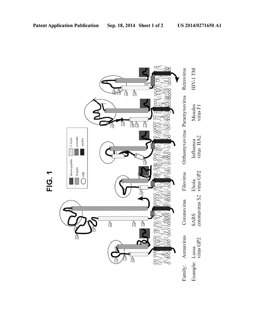 IMMUNOGENIC PEPTIDE CONJUGATE AND METHOD FOR INDUCING AN ANTI-INFLUENZA     THERAPEUTIC ANTIBODY RESPONSE THEREWITH - diagram, schematic, and image 02