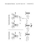 FC CONTAINING POLYPEPTIDES WITH ALTERED GLYCOSYLATION AND REDUCED EFFECTOR     FUNCTION diagram and image