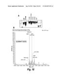 FC CONTAINING POLYPEPTIDES WITH ALTERED GLYCOSYLATION AND REDUCED EFFECTOR     FUNCTION diagram and image