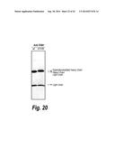 FC CONTAINING POLYPEPTIDES WITH ALTERED GLYCOSYLATION AND REDUCED EFFECTOR     FUNCTION diagram and image