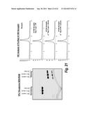 FC CONTAINING POLYPEPTIDES WITH ALTERED GLYCOSYLATION AND REDUCED EFFECTOR     FUNCTION diagram and image