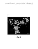 FC CONTAINING POLYPEPTIDES WITH ALTERED GLYCOSYLATION AND REDUCED EFFECTOR     FUNCTION diagram and image