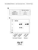 FC CONTAINING POLYPEPTIDES WITH ALTERED GLYCOSYLATION AND REDUCED EFFECTOR     FUNCTION diagram and image