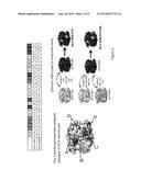 METHODS AND COMPOSITIONS FOR NOROVIRUS BLOCKADE EPITOPES diagram and image