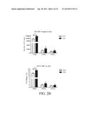 NOVEL TYPE 1 DIABETES VACCINES, AND METHODS OF USE diagram and image