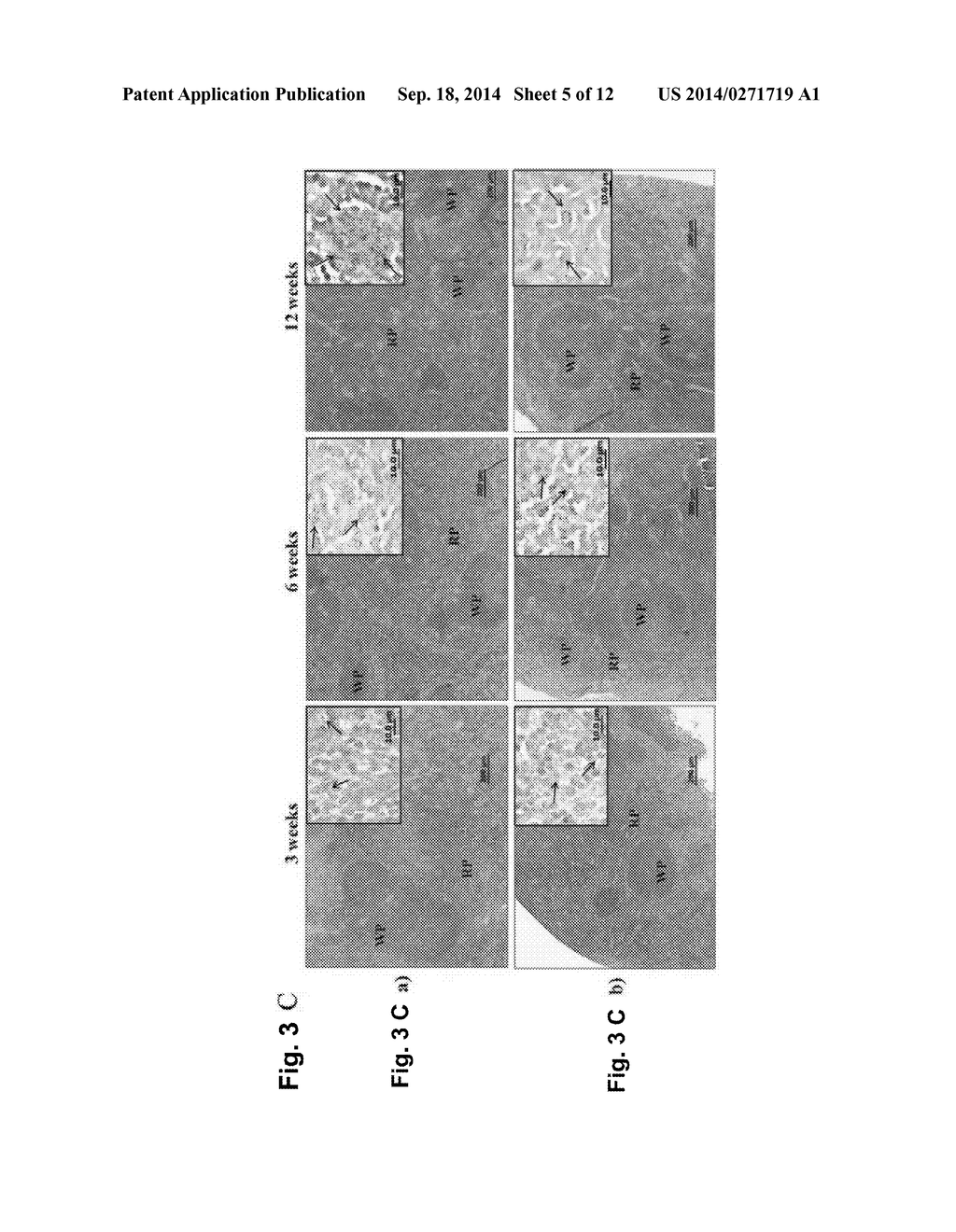 Global Gene Regulators (GGR) As Vaccine Candidates Against     Paratuberculosis - diagram, schematic, and image 06