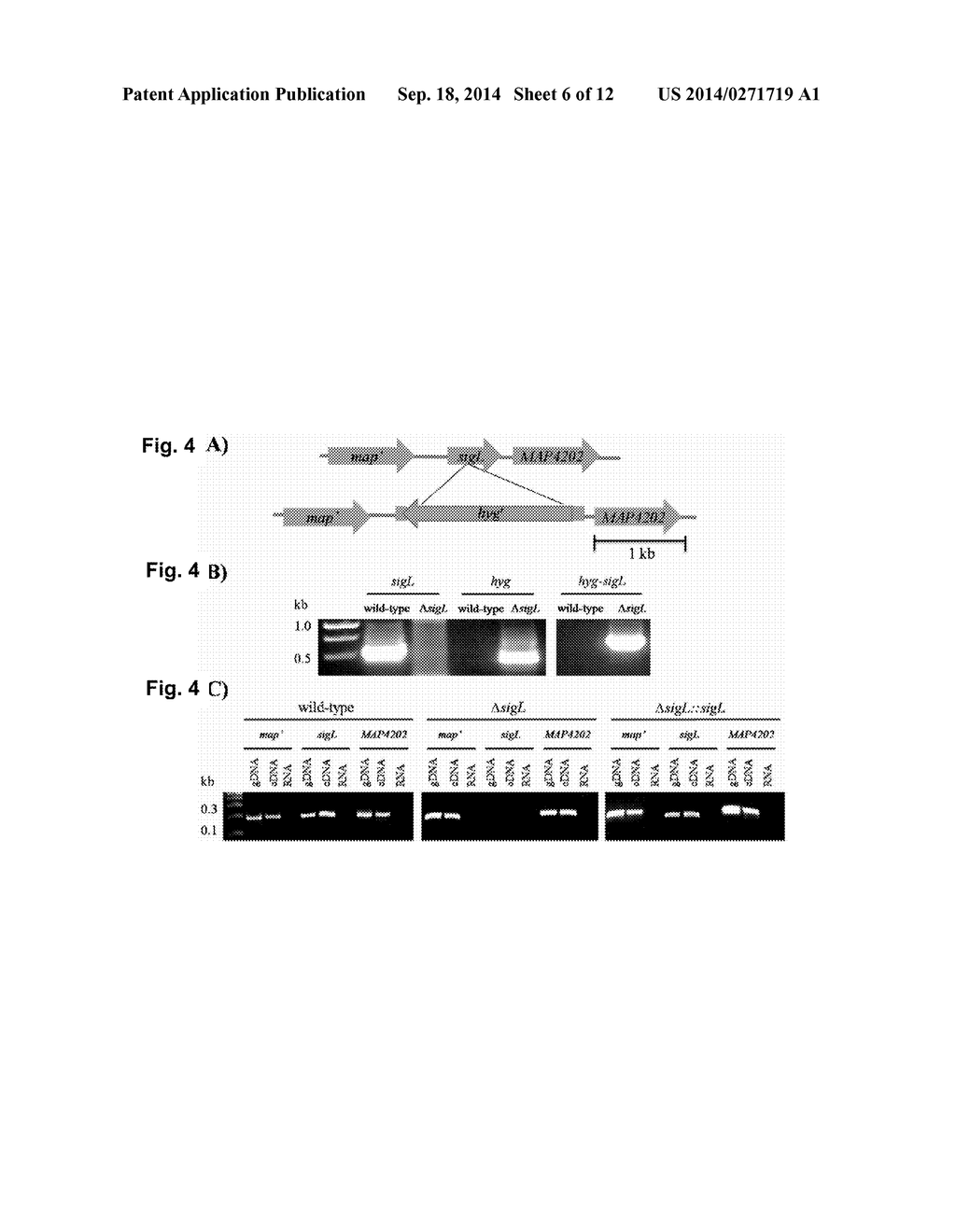 Global Gene Regulators (GGR) As Vaccine Candidates Against     Paratuberculosis - diagram, schematic, and image 07