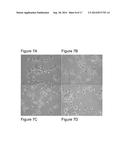 THERAPEUTIC ELECTROSPUN FIBER COMPOSITIONS diagram and image