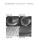 THERAPEUTIC ELECTROSPUN FIBER COMPOSITIONS diagram and image