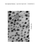 METHOD TO CONTROL VOID FORMATION IN NANOMATERIALS USING CORE/ALLOY     NANOPARTICLES WITH STAINLESS INTERFACES diagram and image