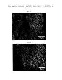 Complexometric Precursor Formulation Methodology for Industrial Production     of Fine and Ultrafine Powders and Nanopowders for Lithium Metal Oxides     for Battery Applications diagram and image