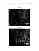 Complexometric Precursor Formulation Methodology For Industrial Production     Of Fine And Ultrafine Powders And Nanopowders Of Layered Lithium Mixed     metal Oxides For Battery Applications diagram and image