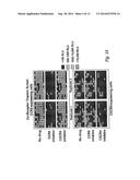 Compositions And Methods For Determining Resistance To Inhibitors Of Virus     Entry Using Recombinant Virus Assays diagram and image