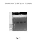 MULTI-PRIMER AMPLIFICATION METHOD FOR BARCODING OF TARGET NUCLEIC ACIDS diagram and image