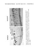 Blue Fluorescent Protein and Methods of Use Thereof diagram and image