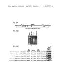 NOVEL RETROELEMENT FOUND IN MOLLUSKS diagram and image