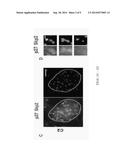 SUPER-RESOLUTION FLUORESCENCE LOCALIZATION MICROSCOPY diagram and image