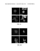 IMAGE ANALYSIS AND MEASUREMENT OF BIOLOGICAL SAMPLES diagram and image