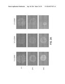 SUBSTRATES FOR GENERATION OF CONTROLLED HUMAN PLURIPOTENT STEM CELL COLONY     SIZE AND SHAPE diagram and image