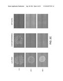 SUBSTRATES FOR GENERATION OF CONTROLLED HUMAN PLURIPOTENT STEM CELL COLONY     SIZE AND SHAPE diagram and image