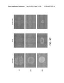 SUBSTRATES FOR GENERATION OF CONTROLLED HUMAN PLURIPOTENT STEM CELL COLONY     SIZE AND SHAPE diagram and image