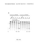 ENGINEERING OF SYSTEMS, METHODS AND OPTIMIZED GUIDE COMPOSITIONS FOR     SEQUENCE MANIPULATION diagram and image