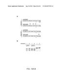 ENGINEERING OF SYSTEMS, METHODS AND OPTIMIZED GUIDE COMPOSITIONS FOR     SEQUENCE MANIPULATION diagram and image