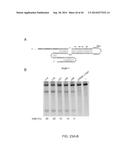 ENGINEERING OF SYSTEMS, METHODS AND OPTIMIZED GUIDE COMPOSITIONS FOR     SEQUENCE MANIPULATION diagram and image