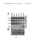 CHLAMYDIA-SPECIFIC CD8+ T CELLS AND METHODS OF ISOLATING diagram and image