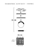 INFLUENZA VIRUS REASSORTMENT diagram and image