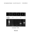 NOVEL ANTIVIRAL COMPOUNDS FROM MARINE EXTRACTS diagram and image