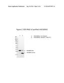 Methods of Use for Recombinant Human Secretoglobins diagram and image