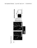 THE miRNA-212/132 FAMILY AS A THERAPEUTIC TARGET diagram and image