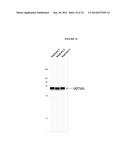 MODIFIED POLYNUCLEOTIDES ENCODING UDP GLUCURONOSYLTRANSFERASE 1 FAMILY,     POLYPEPTIDE A1 diagram and image